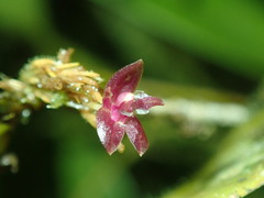 Image of Myoxanthus georgei