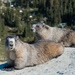 Hoary Marmot - Photo (c) Christian Poulsen, all rights reserved, uploaded by Christian Poulsen