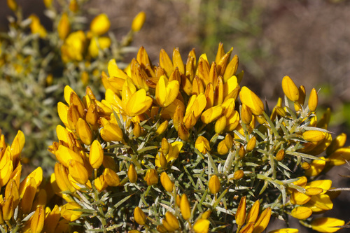 Ulex argenteus Welw. ex Webb