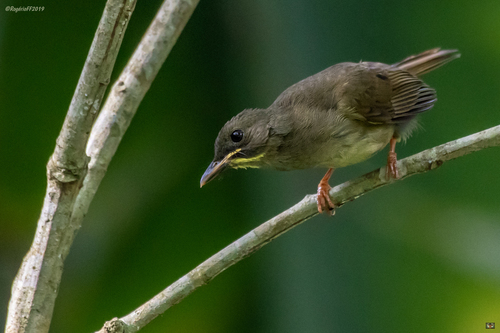 Yellow-whiskered Greenbul