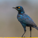 Cape Starling - Photo (c) Rogério Ferreira, all rights reserved, uploaded by Rogério Ferreira
