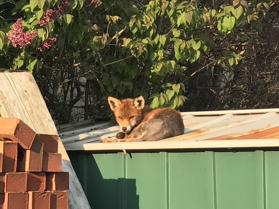 red-fox-from-24-fifth-avenue-portsmouth-england-gb-on-april-06-2017