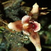 Maxillaria auyantepuiensis - Photo (c) Rudy Gelis, all rights reserved, uploaded by Rudy Gelis