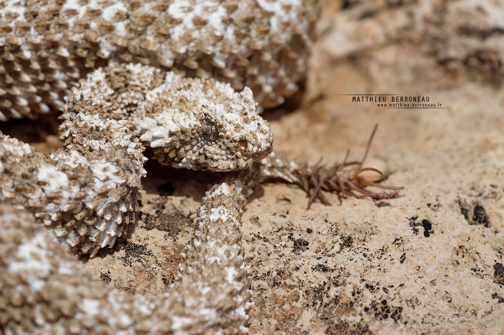 Spider-tailed horned viper