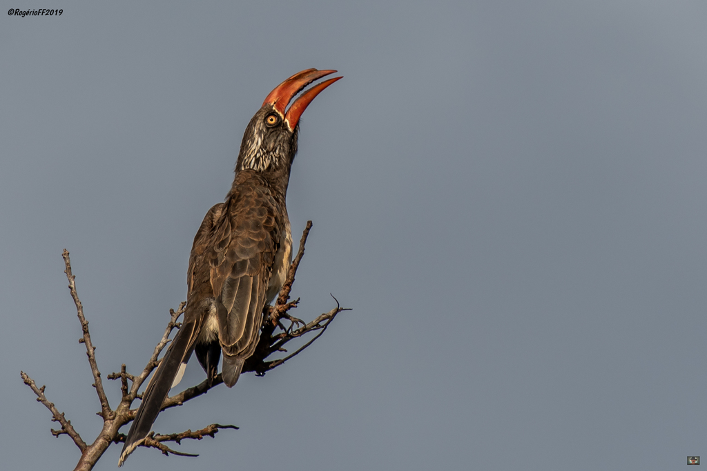 Crowned Hornbill