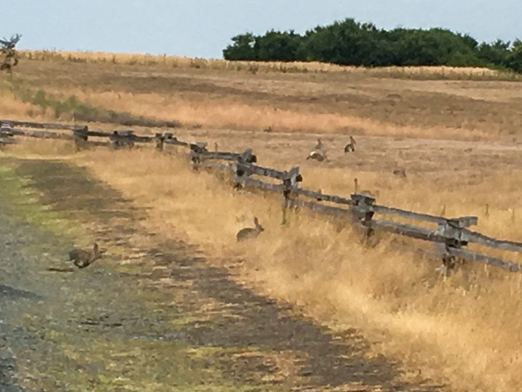 European Rabbit from San Juan County, WA, USA on July 9, 2016 at 06:52 ...