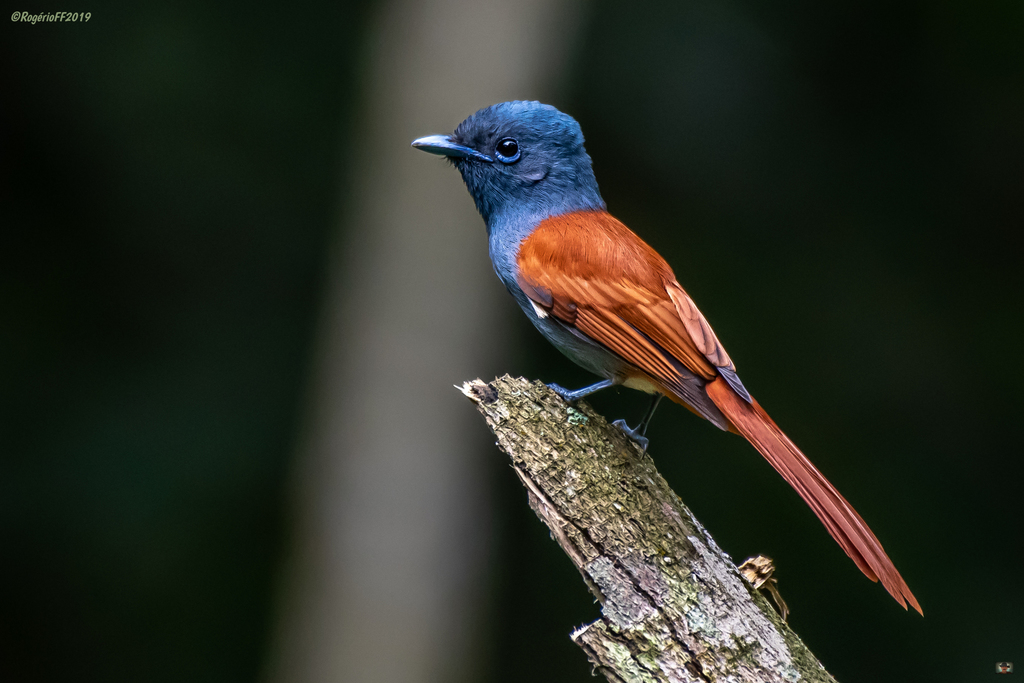 Bates's Paradise-Flycatcher photo