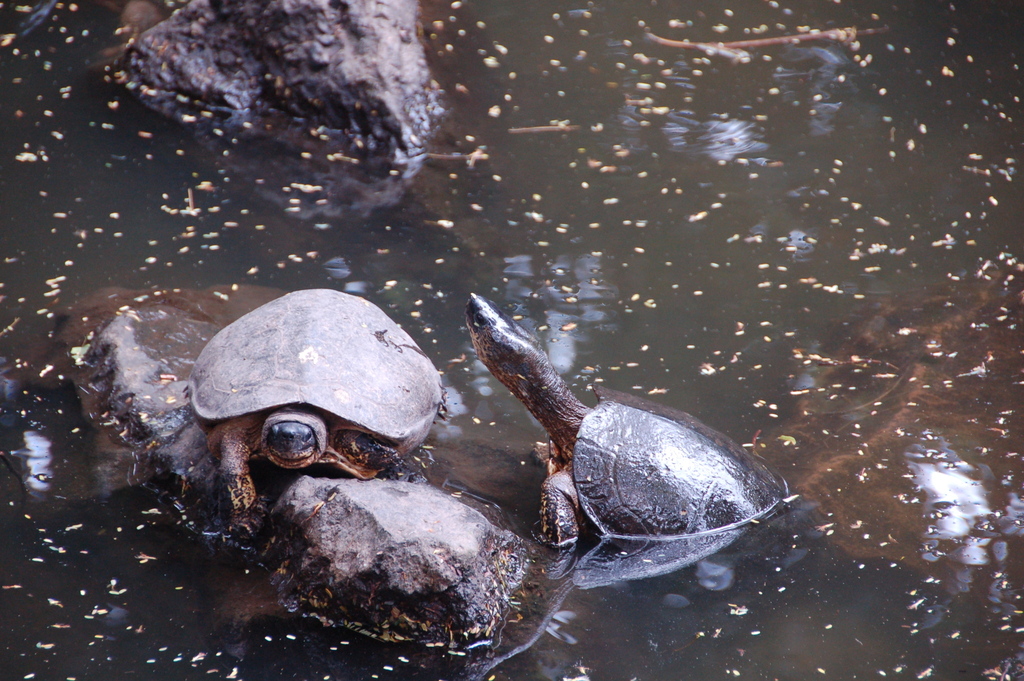 Black River Turtle in July 2009 by Henry Fabian · iNaturalist