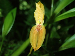 Image of Mormolyca polyphylla