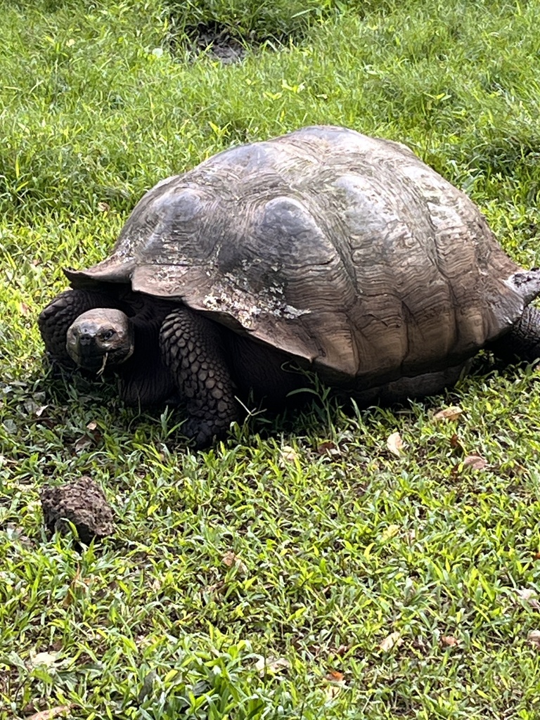 Western Santa Cruz Giant Tortoise in August 2023 by Marley Peifer ...