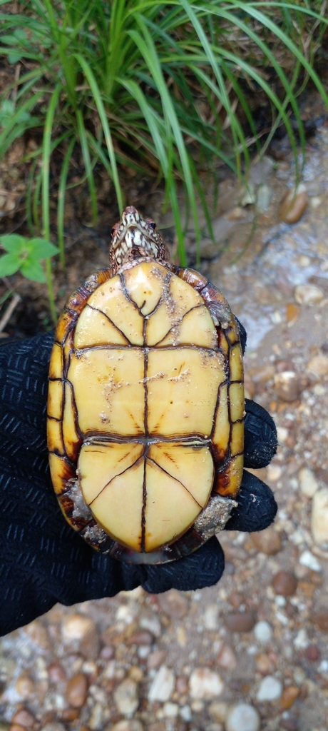 Tabasco Mud Turtle from 29955 Chis., México on August 3, 2023 at 08:48 ...