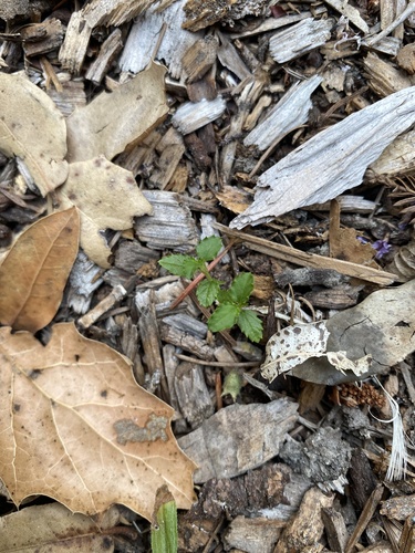 California Lilac (Blue Blossom) seedling