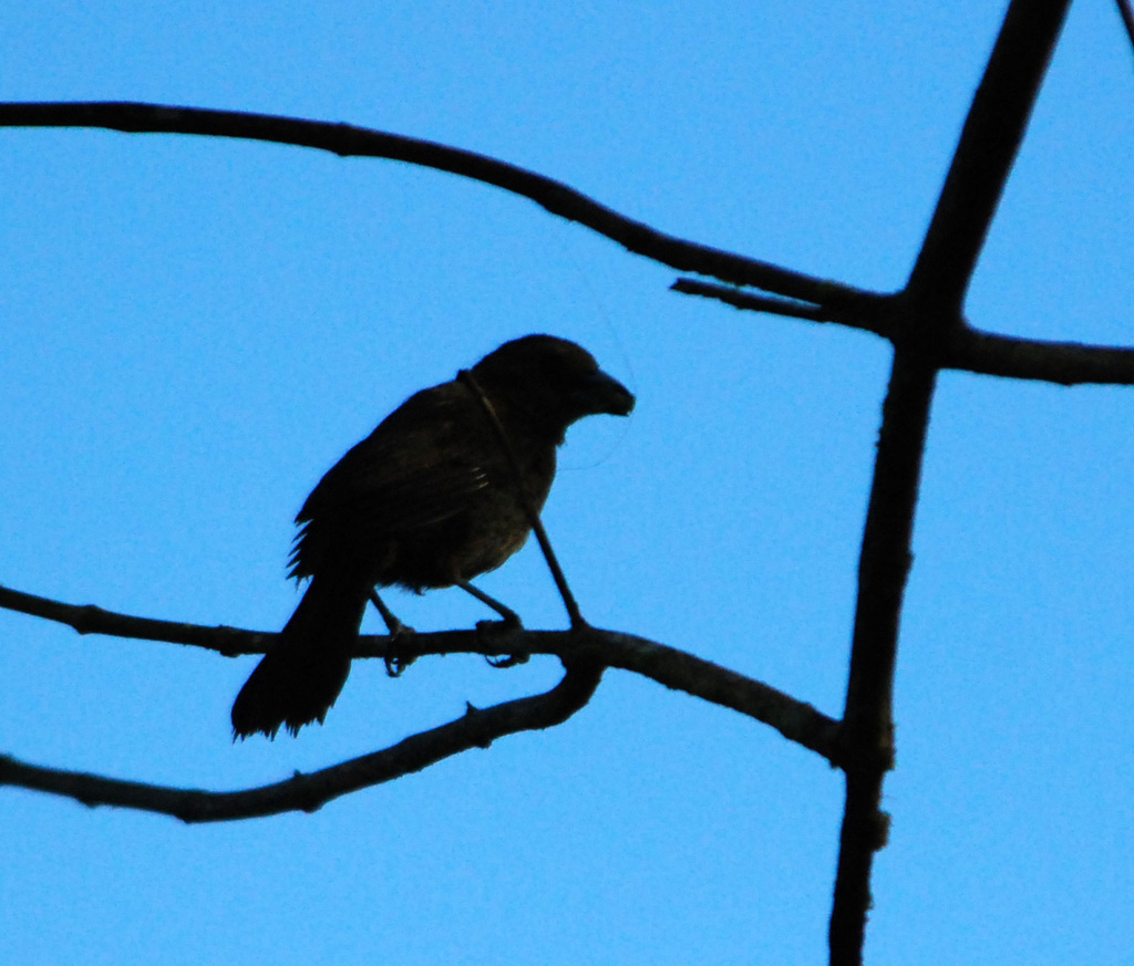 Perching Birds From Limón Province, Pococí, Costa Rica On July 21, 2009 