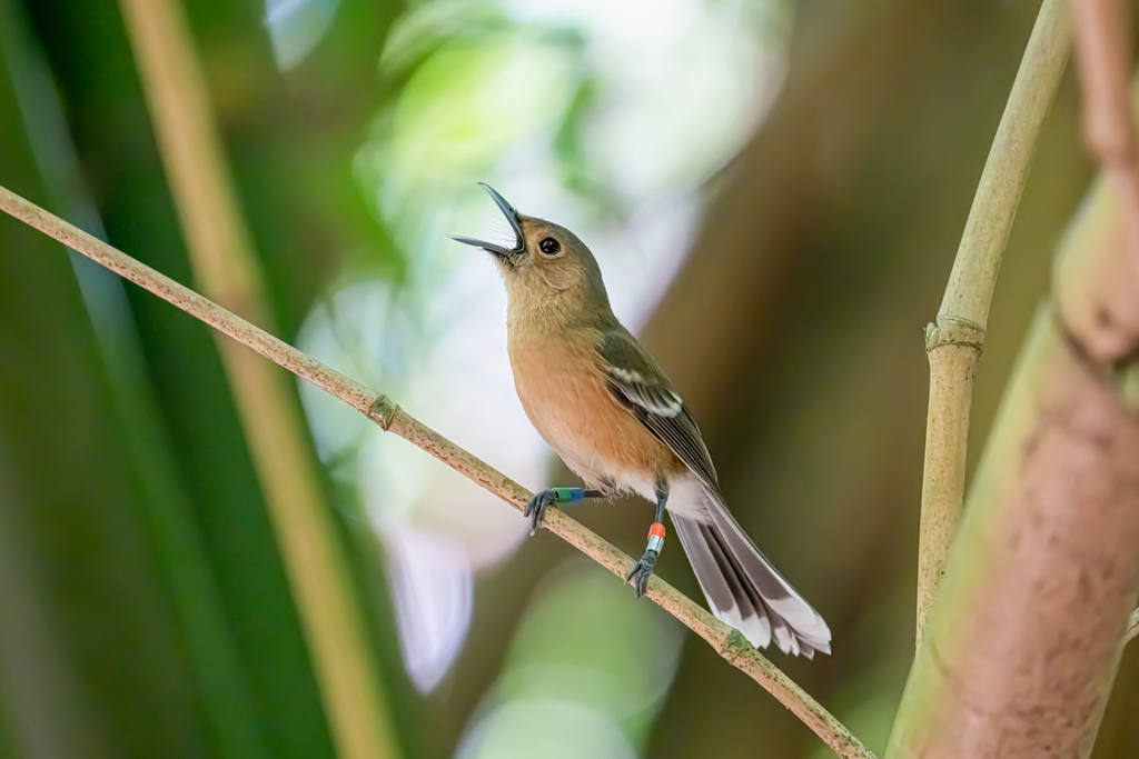 Tinian Monarch photo