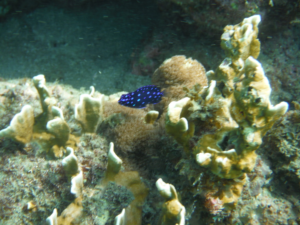 Damselfish
