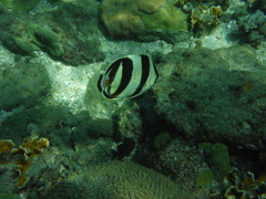 Banded Butterflyfish