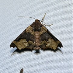 Image of Pero chapela