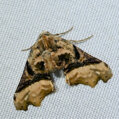 Image of Pero delauta