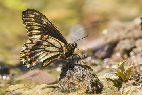 Chilean Swallowtail
