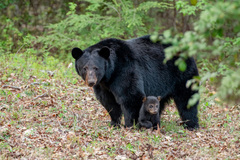 American Black Bear - Photo (c) Dan LaVorgna, all rights reserved, uploaded by Dan LaVorgna