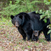American Black Bear - Photo (c) Dan LaVorgna, all rights reserved, uploaded by Dan LaVorgna
