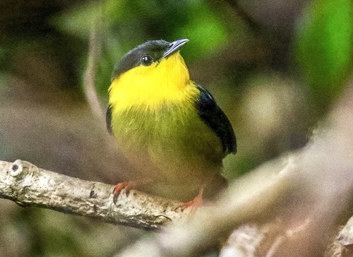 Golden-collared Manakin
