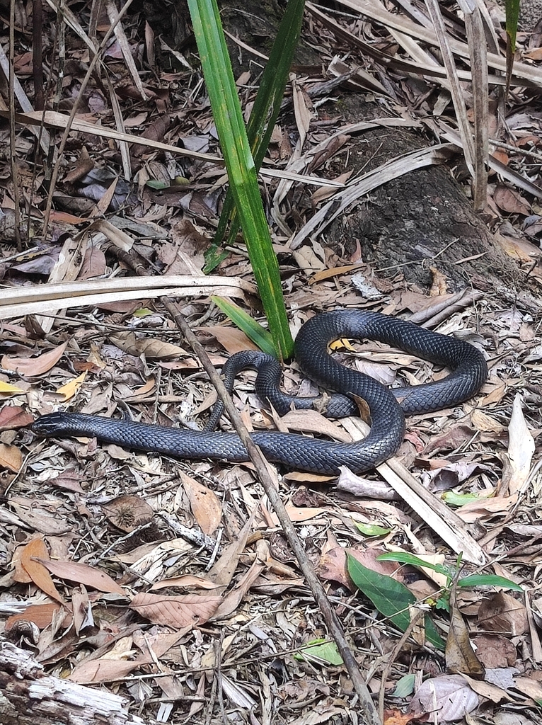 Red-bellied Black Snake from Mareeba, AU-QL, AU on August 6, 2023 at 01 ...