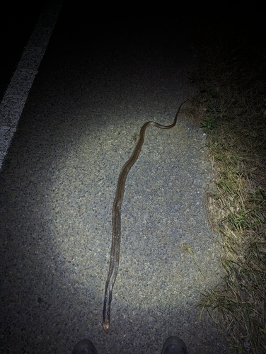 Eastern Brown Snake sighting