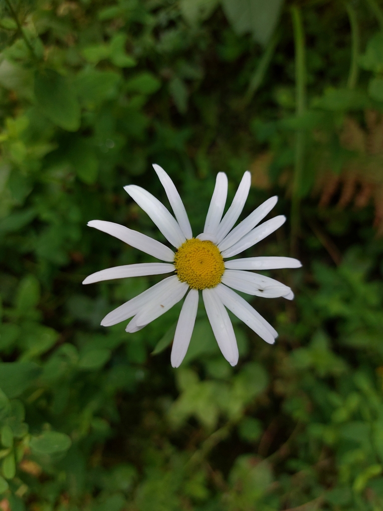 Round-leaved daisy