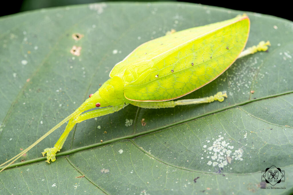 Phyllomimus unicolor from Kinabalu Park, Ranau, Sabah, 马来西亚 on July 19 ...