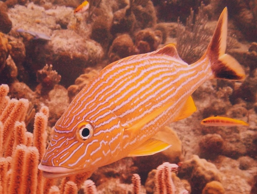 Bluestriped Grunt