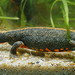 Blue-tailed Fire-bellied Newt - Photo (c) Henk Wallays, all rights reserved, uploaded by Henk Wallays