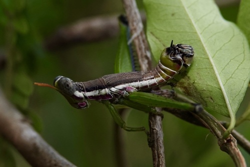 Dar-es-Salaam Monkey Grasshopper