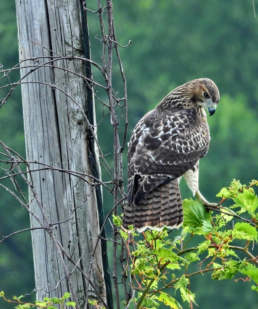 Red Tailed Hawk In August 2023 By Doug Brasel INaturalist   Large 