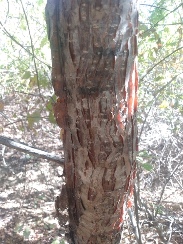 Amburana cearensis