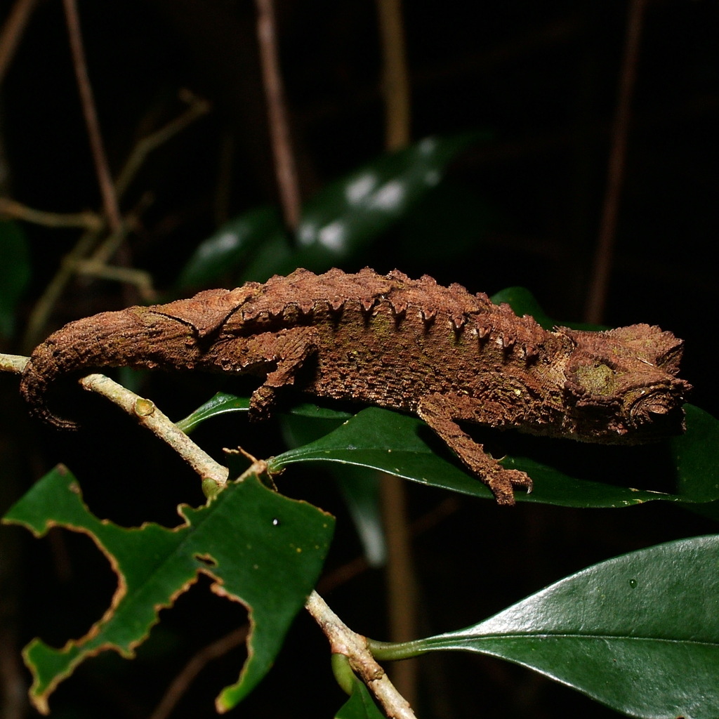 Antakarana Leaf Chameleon (Brookesia antakarana)