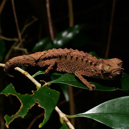Antakarana Leaf Chameleon