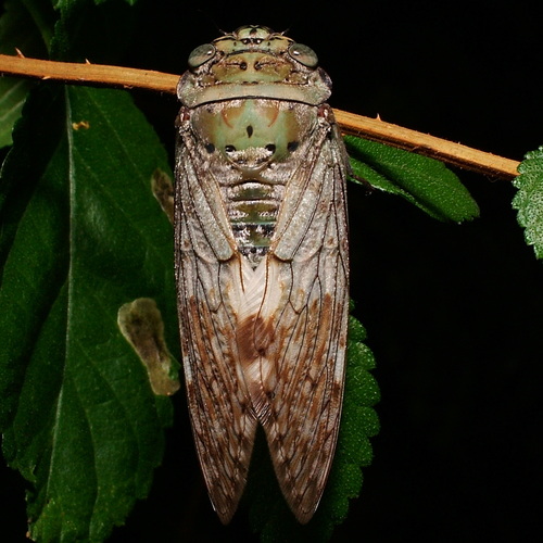 Yanga heathi