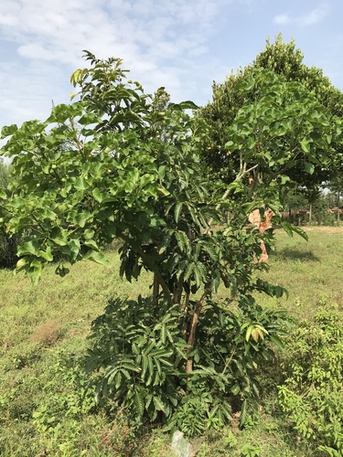 Barbados Nut
