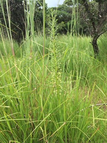 Habenaria weberiana