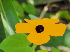 Thunbergia alata image