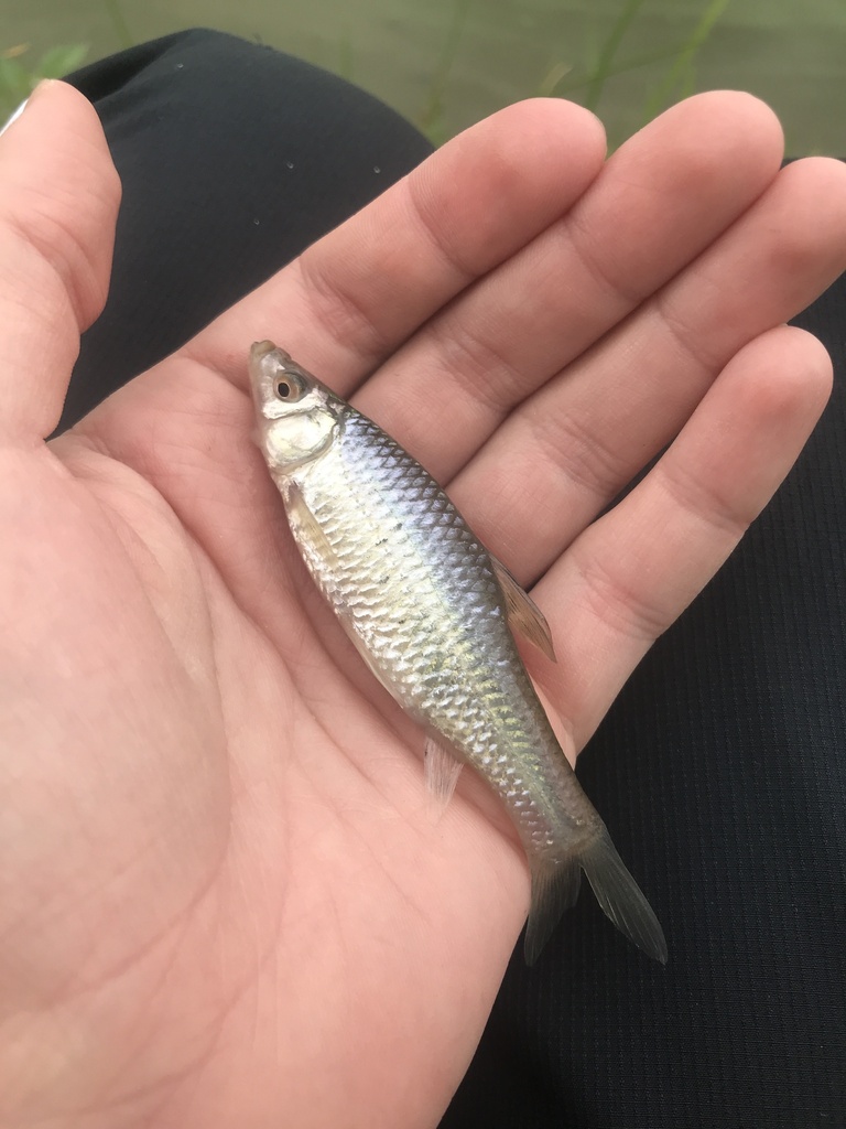 Topmouth Gudgeon from Chráněná Krajinná Oblast Třeboňsko, Kardašova ...