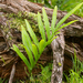 Microsorum pustulatum howense - Photo (c) Wendy Feltham, all rights reserved, uploaded by Wendy Feltham