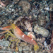 Fine-striped Snapping Shrimp - Photo (c) Tim Cameron, all rights reserved, uploaded by Tim Cameron