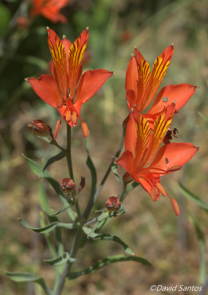 Alstroemeria ligtu — a medium houseplant, prefers partial sun light