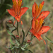 Peruvian Lily - Photo (c) David Santos, all rights reserved, uploaded by David Santos