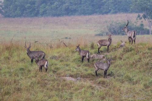 Defassa Waterbuck