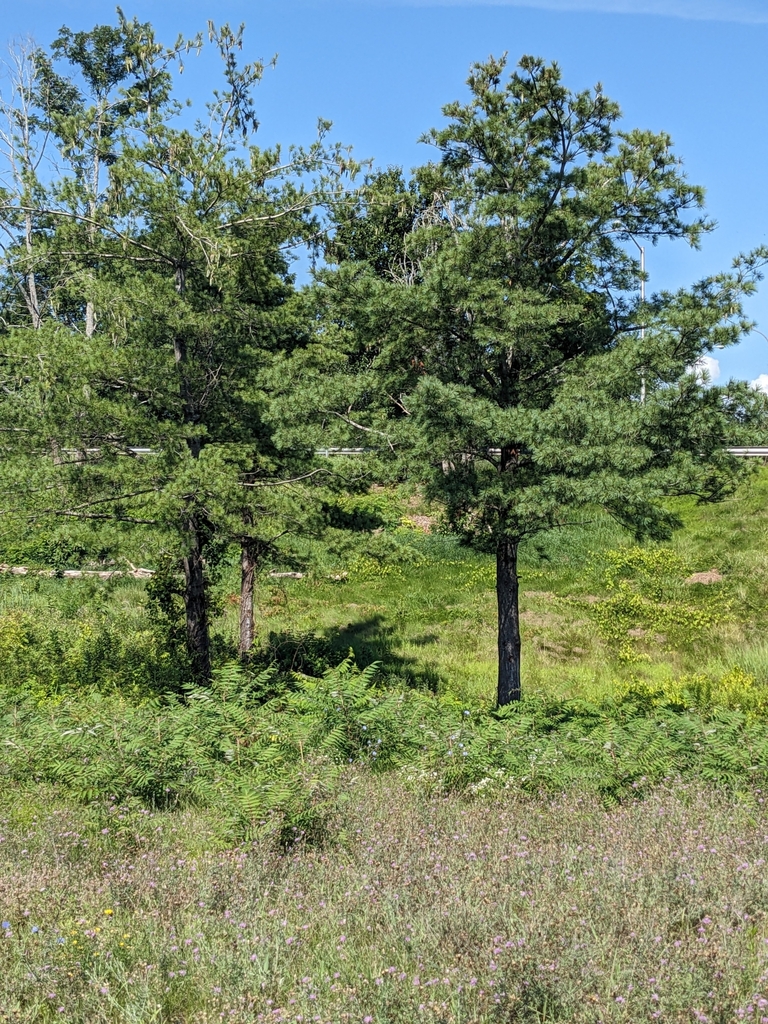 Something from 984 Poquonock Ave, Windsor, CT 06095, USA on August 2