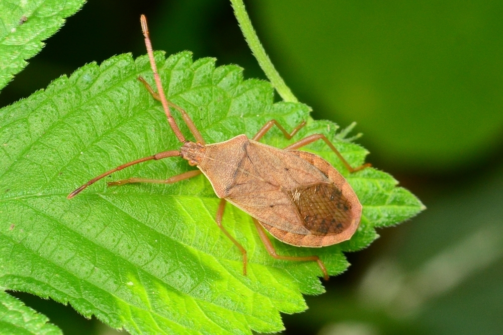 Homoeocerus dilatatus from Mapo-gu, Seoul, South Korea on August 6 ...