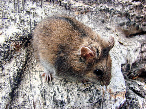Striped Dwarf Hamster (Cricetulus barabensis) — Least Concern Mammalia